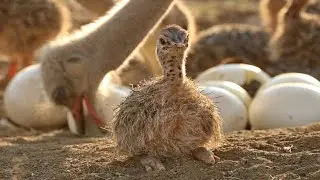 How to protect ostrich eggs |