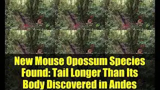 New Mouse Opossum Species Found: Tail Longer Than Its Body Discovered in Andes