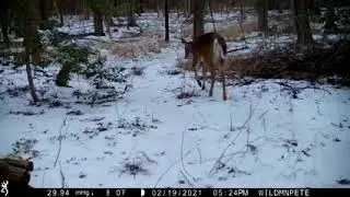 WildmanPete Deer