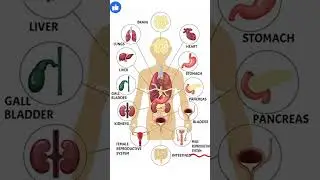 Organ | Bio Science Wisdom   #Organs #Summary #Biology