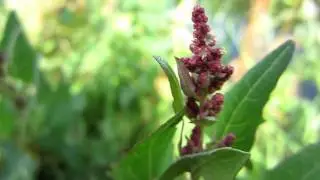 Spear-leaved Orache (Atriplex Prostrata) - 2012-08-04