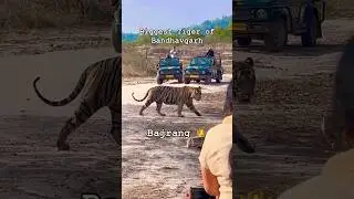Bajrang Male Tiger नाम तो सुना ही होंगा😱#tiger #wild #bigcat  #jungle #video #viral #shorts #short