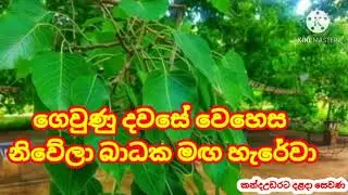 Tired of the past day and avoid obstacles(ගෙවුණු දවසේ වෙහෙස නිවිලා බාධක මඟ හැරේවා)💞💞💞🇱🇰🇱🇰🇱🇰