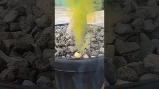 MENYALAKAN PETASAN ASAP KUNING MANTAB #mercon #petasan #experiment #fireworks #funny