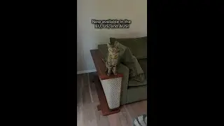 Furniture for Cat Parents That Are Tired of UGLY Cat Furniture