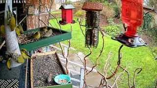 Fussy Finch's