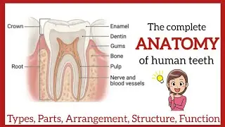 Complete Anatomy of human teeth #wearelearners #humanteeth #science