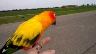 Aratinga slunečn&iacute; Charlie :-)