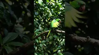 Chartreuse & Parrot: Jungle Call | Chartreuse & Parrot: Llamada de la Selva | 黃綠 & 鸚鵡: 森林呼喚
