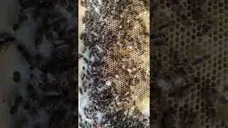 Latest swarm queen is camera shy 😅