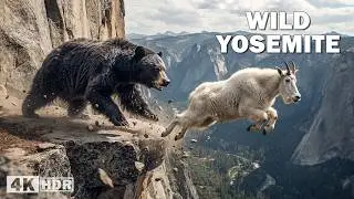 WILD YOSEMITE | The Brutal Struggle for Survival in the Wild | Nature Animal Documentary