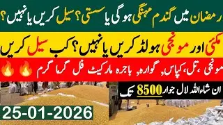 Today Wheat price in punjab//گندم کا ریٹ2026/munji makki till sarso/Galla mandi rate today 2026