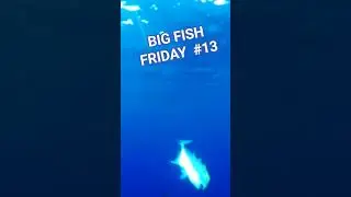 Big Fish Friday: Guess the Weight of This MASSIVE Bluefin Trevally!