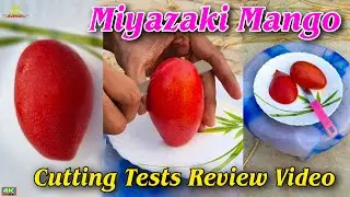 Miyazaki Mango Cutting Tests Review Video contact:9734307077