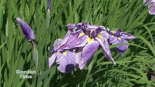 Japanese Garden Iris