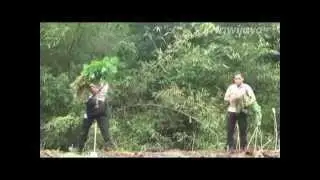 Polisi Kembali Temukan Ladang Ganja Setengah Hektar Di Muratara