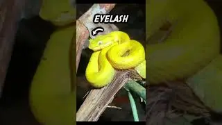 Eyelash Viper Snake 🐍 #shorts