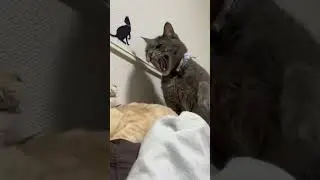 #FunnyCatVideos #HilariousCats #CatsBeingDumb #CatReactions #EpicCatFails #DerpCat #GoofyCats