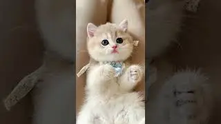 Fun Cat Toy Playtime with Grandma 🐱😉