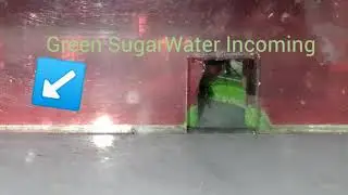 Castaneus (Green Sugar Water)!