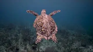 Pillars of the Caribbean Reef