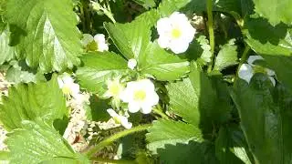 Fragaria x ananassa - Strawberry 'Malling Allure' -  Strawberry 'Sonata'   Jar&eth;aber