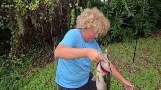D.O.A. JERK SHAD MONSTER LARGE MOUTH