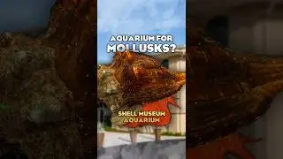 🐙 The Only Mollusk Aquarium in the WORLD!  | Sanibel Island's Shell Museum & Aquarium | #shorts