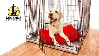 How to Crate Train a Puppy | Calm, Stress-Free Crate Training Step-by-Step