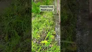 #heavyrainalert #punjabweather #lyricsbydinesh #wheatherreport #floodcontrol