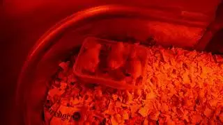 3 TN Ducklings enjoying lettuce in Rubbermaid Lunch Box