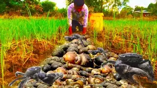 Exploring a Mud Field Full of Snails & Crabs