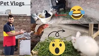 Duck eggs | Funny goat baby | Rabbit and Pigeons
