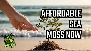 The Sea Moss Revolution: Affordable Wellness for Everyone!