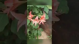#flowers #flowervideo #natureflowers
