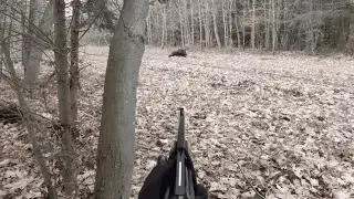 Chasse aux sangliers - Keiler en Normandie