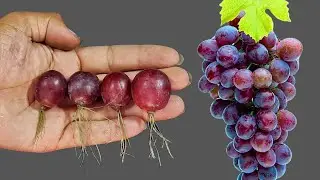 Simple method propagate grape tree with banana,, growing grape tree from grape fruit for beginners