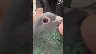 imported bloodlines pedigree bird