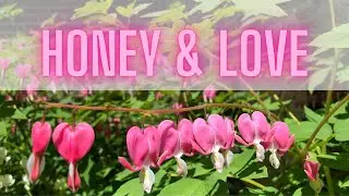Honey & Love - How Do Bees Make Honey... with Lots of Love