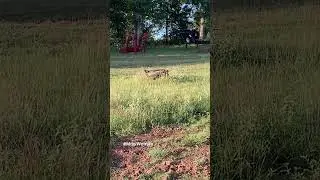 Sneaky Quail