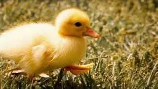 Cute Ducks (Slide Show)