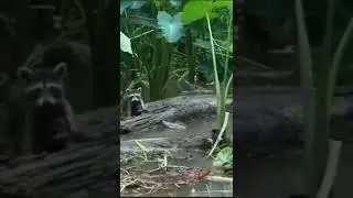 Raccoon barely dodges alligator!! With the help of concerned spectator 😂