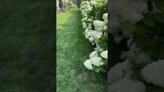 LIMELIGHT #hydrangea #гортензія #шортс #гортензия #hortensias #flower #garden#paniculata #сад#shorts