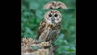 Top Facts of Owl/Owl Facts,Habitat,Behaviour,Diet/#Science/Haa-Meem 4science