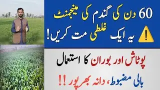 Advisory for Wheat at 50&ndash;60 Days to Get Maximum Yield | Boron & Potash Spray | ایک غلطی بڑا نقصان
