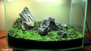 Hemianthus Callitrichoides HC / Cuba Time Lapse