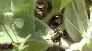 European wool carder bee (