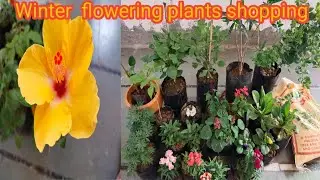 Sunday winter nursery shopping||Green Garden Gujarat||
