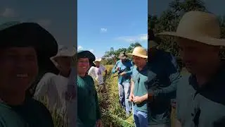 Cultivo Artesanal do arroz de sequeiro em Macaúbas de Cima, município de Patrocínio-MG.