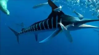 Fishing Charters Mooloolaba Marlin Game Fishing 0438 348 007